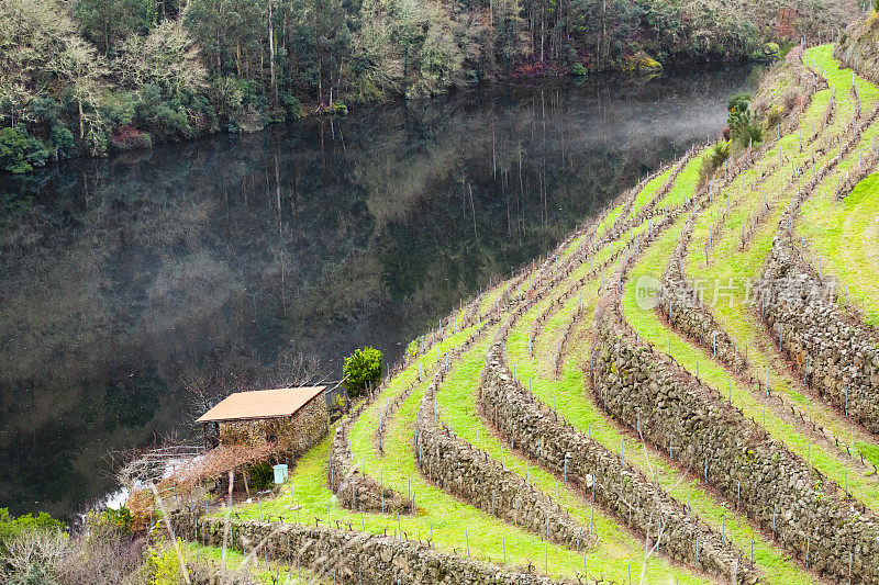 葡萄园在梯田反映，Ribeira Sacra，加利西亚，西班牙。